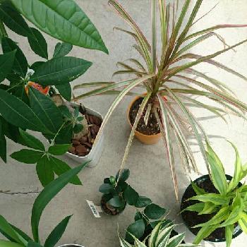 Photo by ゆちゃさん@GreenSnap