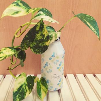 Photo by デジコタさん@GreenSnap