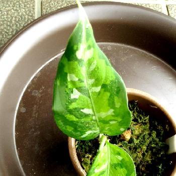 Photo by Hksurfさん@GreenSnap