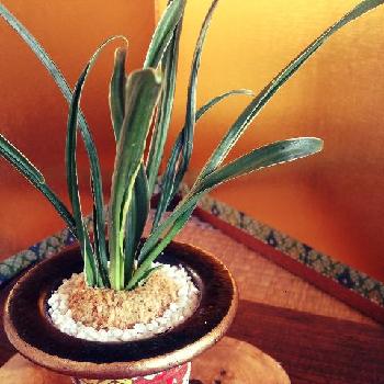 Photo by 池さん@GreenSnap