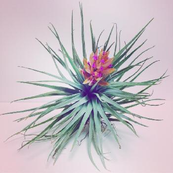 Photo by riffinさん@GreenSnap