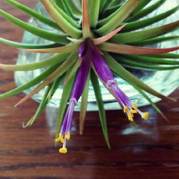 Photo by hanaさん@GreenSnap