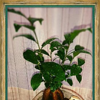 Photo by maya..iさん@GreenSnap