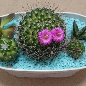 Photo by あいさん@GreenSnap