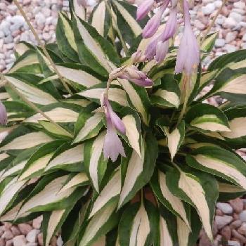 Photo by たまちゃんさん@GreenSnap