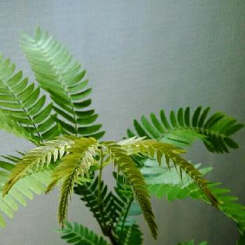 Photo by ガジュ丸さん@GreenSnap