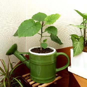 Photo by aimsさん@GreenSnap