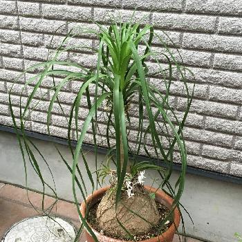 Photo by alexさん@GreenSnap