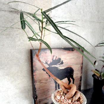 Photo by Mascotte0v0さん@GreenSnap