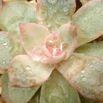 Photo by chikoさん@GreenSnap