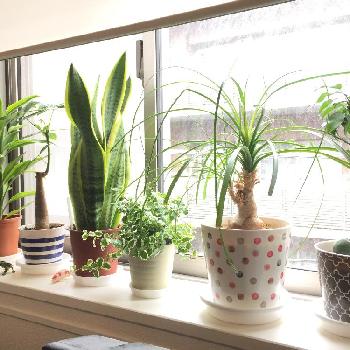 Photo by paxiさん@GreenSnap