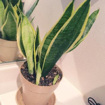 Photo by オリーブさん@GreenSnap