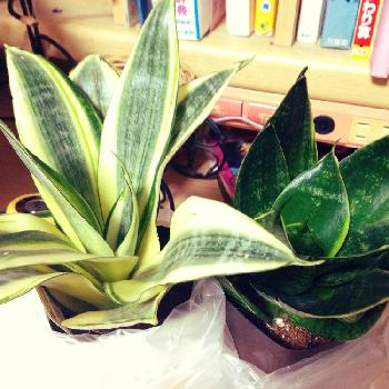 Photo by 氷麗さん@GreenSnap