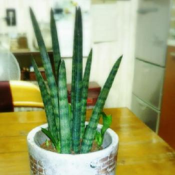 Photo by Little☆Myさん@GreenSnap