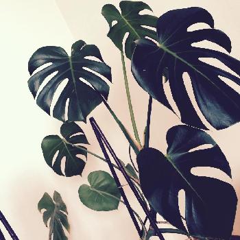 Photo by Nicoさん@GreenSnap