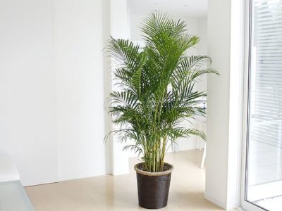 出典元：Pinterest