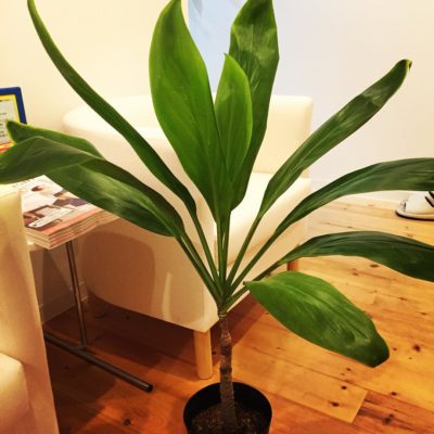 出典元：Instagram 