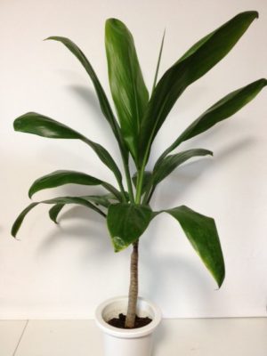 出典元：Pinterest 