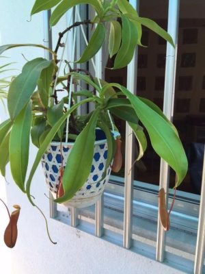 出典元：Pinterest