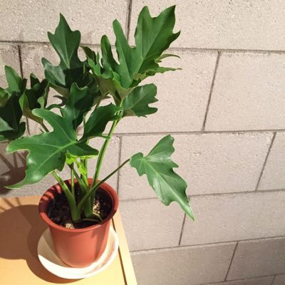 出典元：Instagram