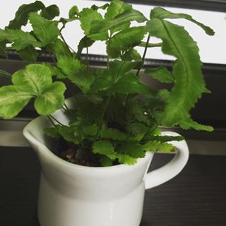 出典元：Instagram