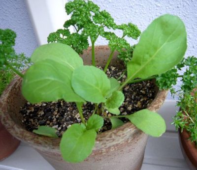 出典元：Pinterest