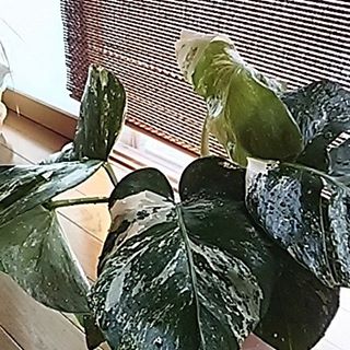 出典元：Instagram