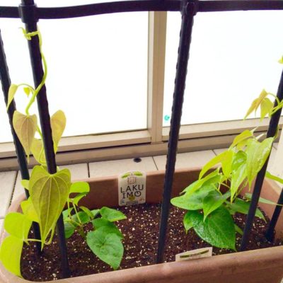 出典元：Pinterest