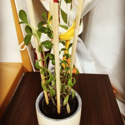 出典元：Instagram