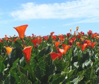 出典元：Pinterest