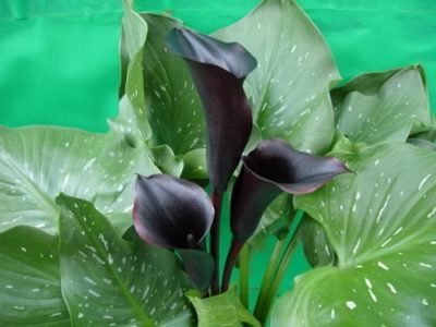 出典元：Pinterest