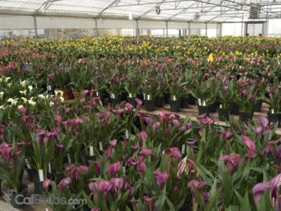 出典元：Pinterest