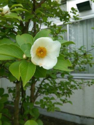 出典元：Pinterest