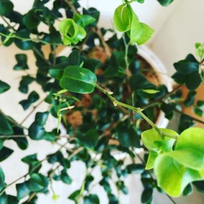 出典元：Instagram