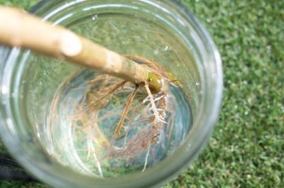 出典元：Pinterest