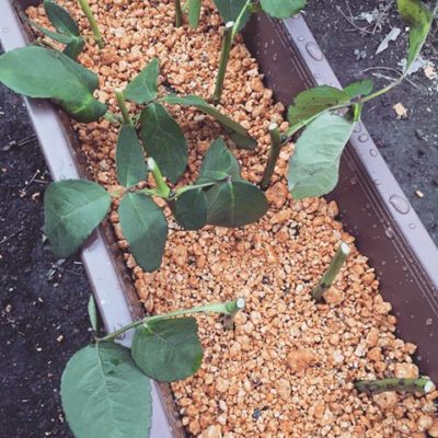 出典元：Instagram