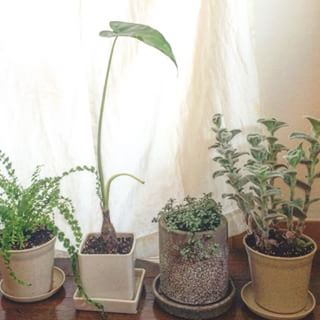 出典元：Instagram