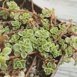 出典元：Instagram 