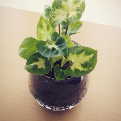 出典元：Instagram</a