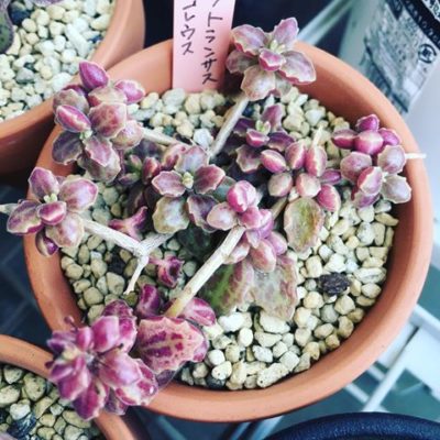 出典元：Instagram