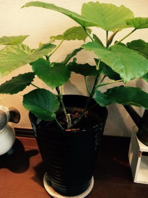 Photo byfuwari*22 さん@GreenSnap