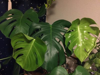 Photo by 純香さん@GreenSnap