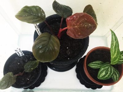 Photo by さとさとさん@GreenSnap