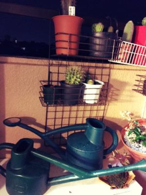 Photo by 六ペンスさん@GreenSnap