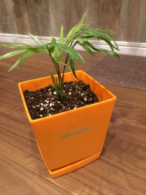 Photo by suMiさん@GreenSnap