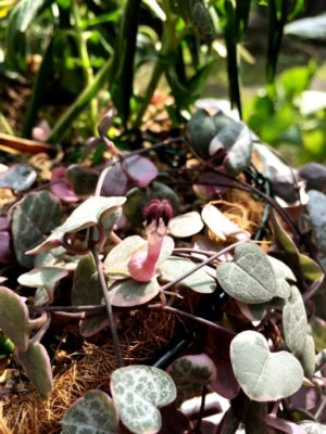 Photo by まるみさん@GreenSnap