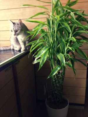 Photo by ★a.k★さん@GreenSnap