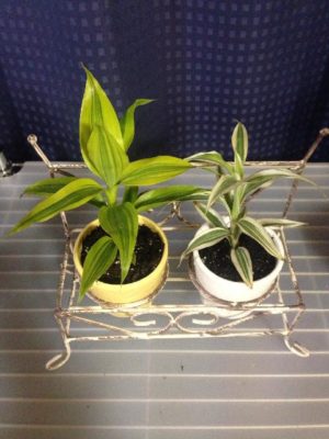 Photo by のぞみさん@GreenSnap