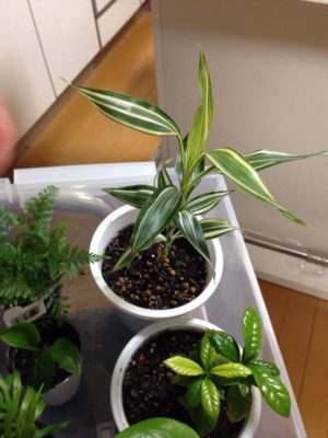 Photo by もろこしさん@GreenSnap