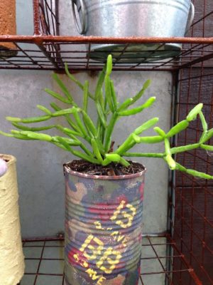 Photo by tousoukouさん@GreenSnap 